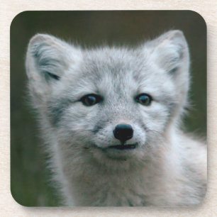 Dessous-de-verre Kit de Fox arctique des images   de Getty