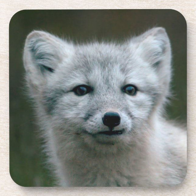 Dessous-de-verre Kit de Fox arctique des images | de Getty (Devant)