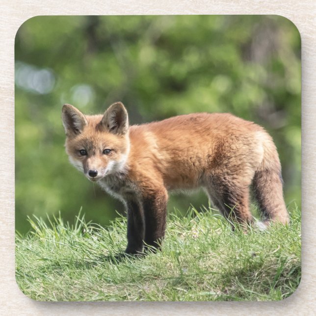 Dessous-de-verre Kit de Fox rouge (Devant)