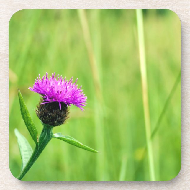 Dessous-de-verre Knapweed (Devant)