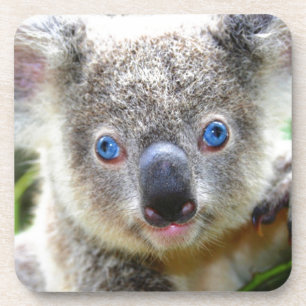 Dessous-de-verre Koala Bears