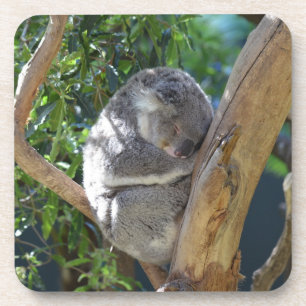 Dessous-de-verre Koala dormant dans l'arbre