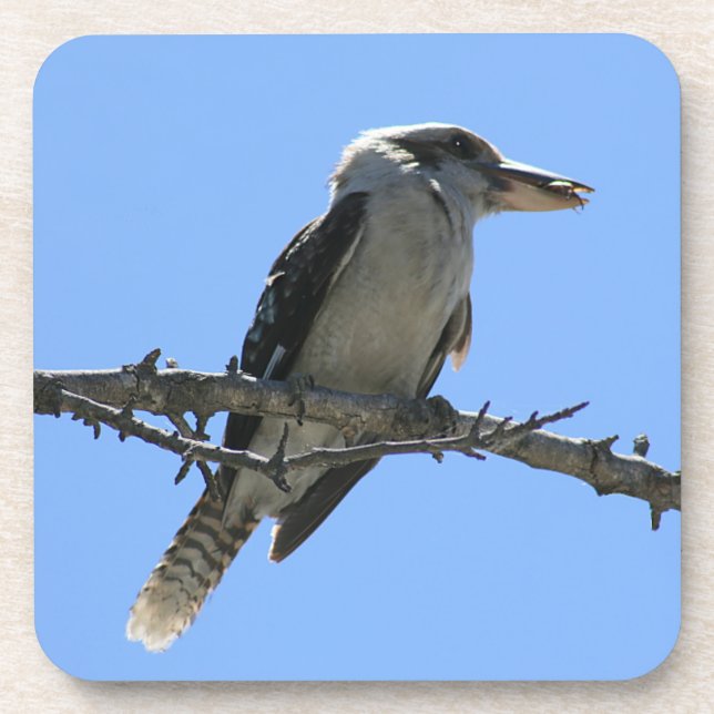 Dessous-de-verre Kookaburra australien (Devant)