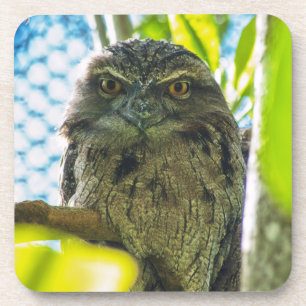 Dessous-de-verre La Hulotte n'est pas un hibou