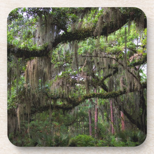 Dessous-de-verre La mousse espagnole a orné Live Oak (Devant)