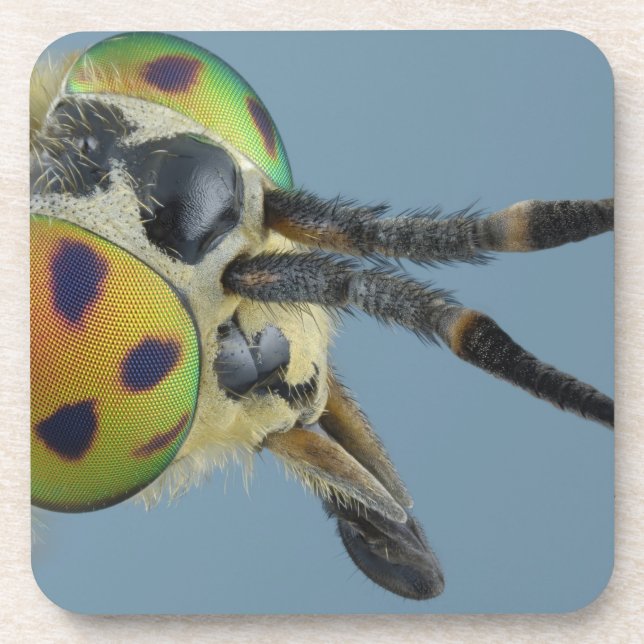 Dessous-de-verre La tête des cerfs communs volent (Devant)