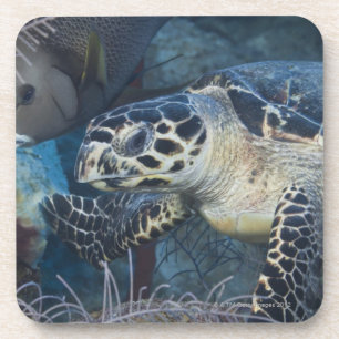 Dessous-de-verre La vie sous-marine : Une tortue de mer de