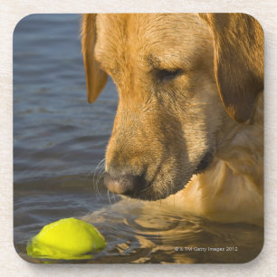 Dessous-de-verre Labrador jaune avec de la balle de tennis dans