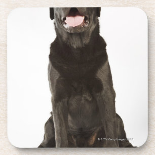 Dessous-de-verre Labrador noir (familiaris de Canis), haletant,