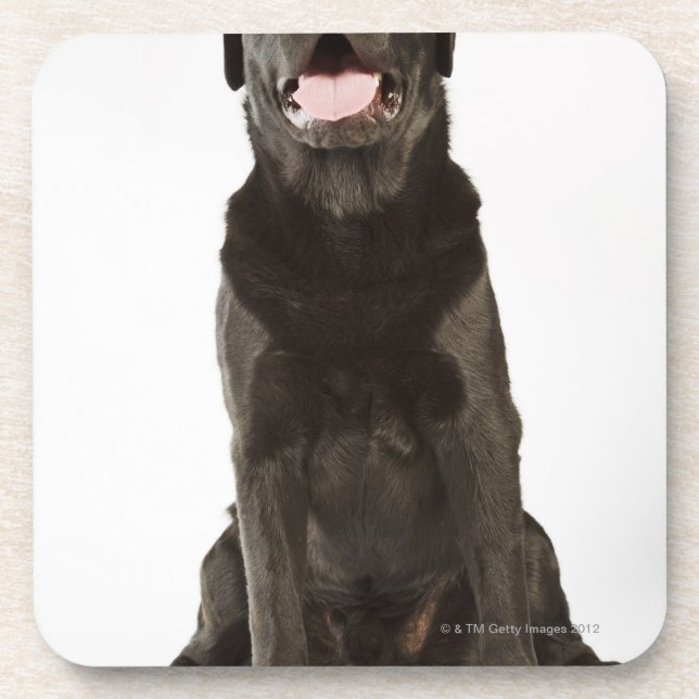 Dessous-de-verre Labrador noir (familiaris de Canis), haletant, (Devant)