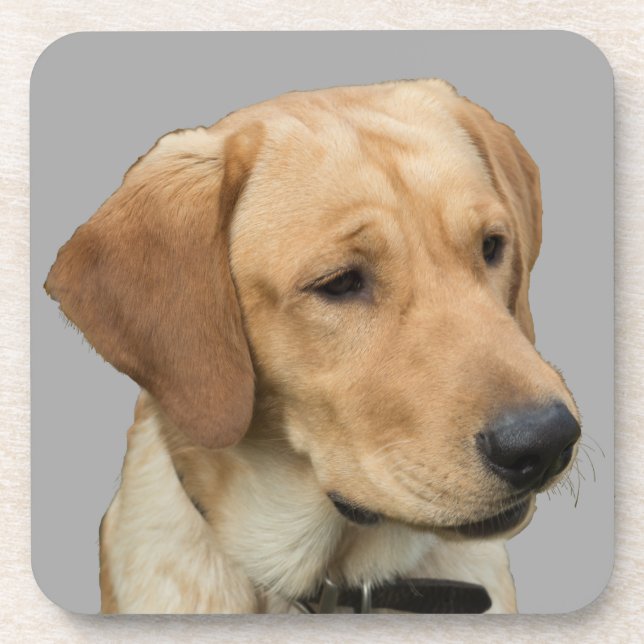 Dessous-de-verre Labrador retriever jaune (Devant)