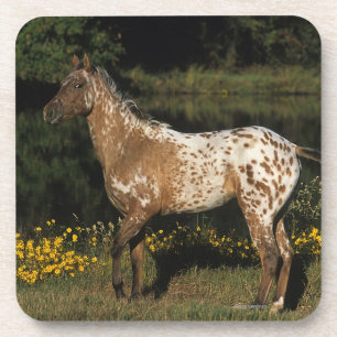 Dessous-de-verre Lac se tenant prêt horse d'Appaloosa