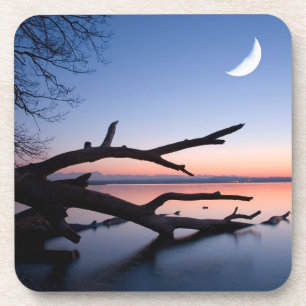 Dessous-de-verre Lac Tree at Starnberg Bavaria Germany