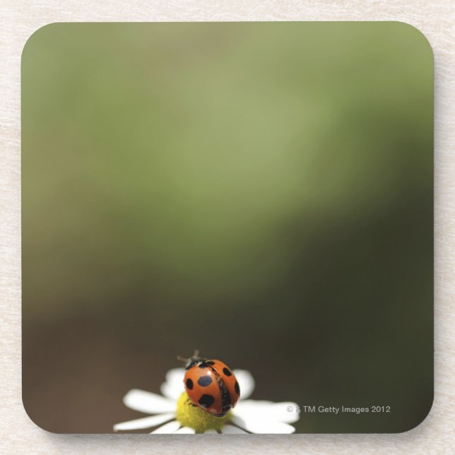 Dessous-de-verre Ladybird sur la fleur de camomille (Devant)