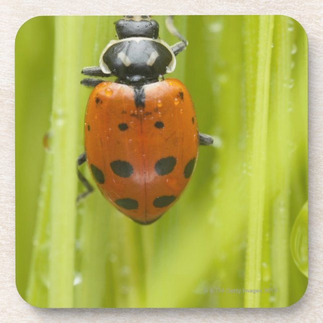Dessous-de-verre Ladybird sur l'herbe, plan rapproché (Devant)