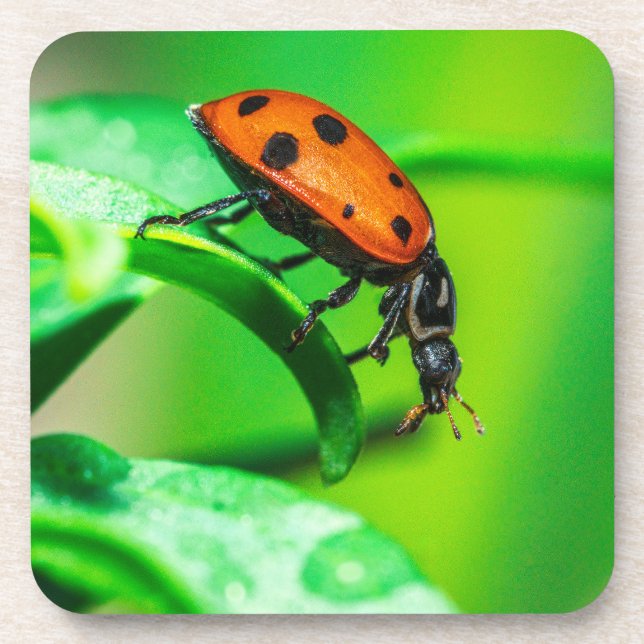 Dessous-de-verre Ladybug Macro Coaster | Nature Drinkware Accent (Devant)