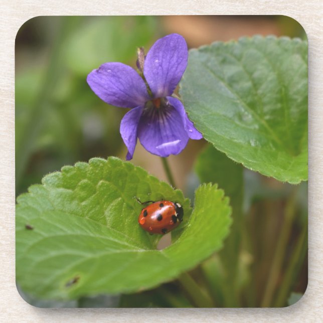 Dessous-de-verre Ladybug sur les fleurs de violet doux (Devant)
