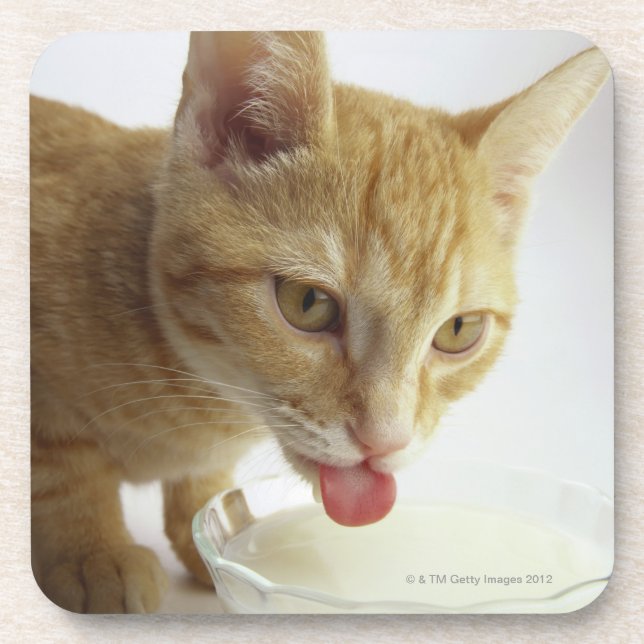 Dessous-de-verre Lait boisson de chat (Devant)