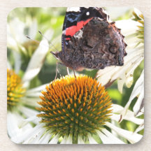 L'amiral papillon sur la fleur