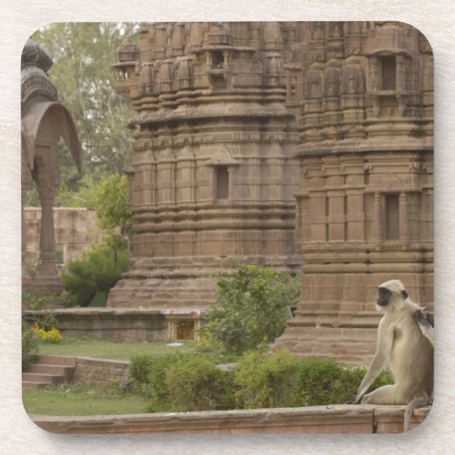 Dessous-de-verre Langurs d'Hanuman ou langur commun (Devant)