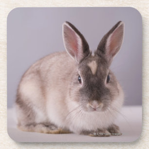 Dessous-de-verre lapin, arrière - plan simple, animal, table