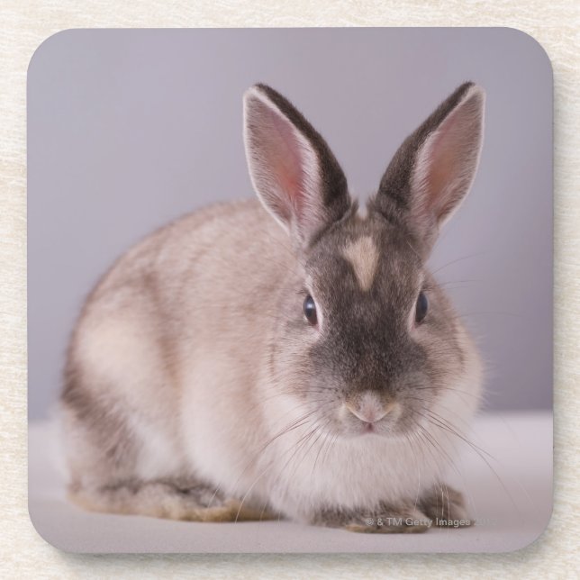 Dessous-de-verre lapin, arrière - plan simple, animal, table (Devant)