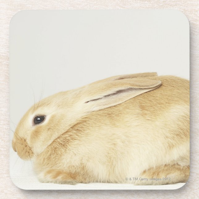 Dessous-de-verre Lapin beige sur l'arrière - plan blanc 4 (Devant)