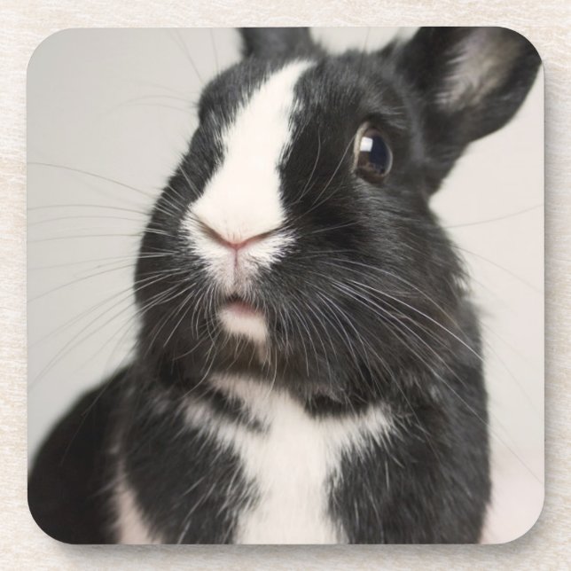 Dessous-de-verre Lapin noir et blanc surpris (Devant)