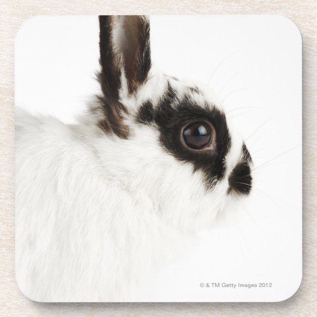 Dessous-de-verre Lapin Wooly du Jersey (Devant)