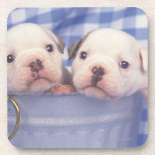 Dessous-de-verre Le bouledogue, souvent appelé le bouledogue