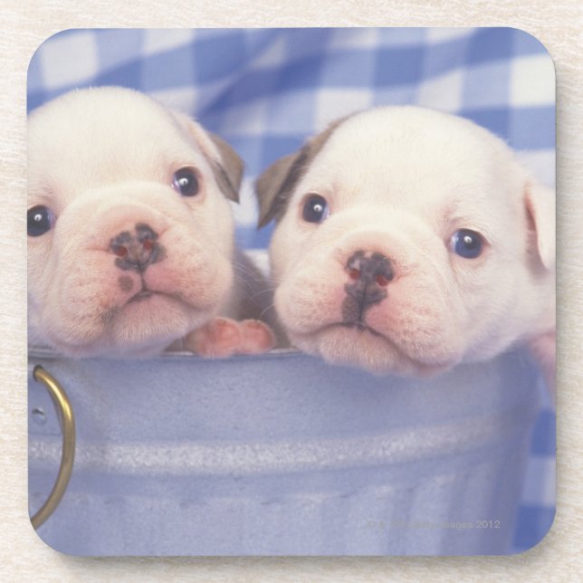 Dessous-de-verre Le bouledogue, souvent appelé le bouledogue (Devant)