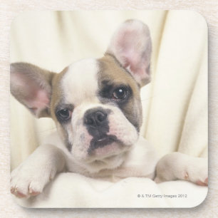 Dessous-de-verre Le bouledogue, souvent appelé le bouledogue