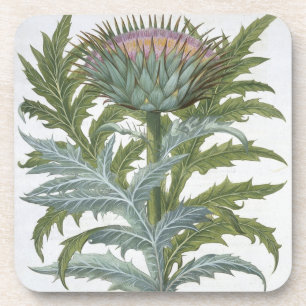 Dessous-de-verre Le cardon, du "Hortus Eystettensis" par Bas