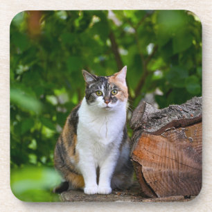 Dessous-de-verre Le Chat