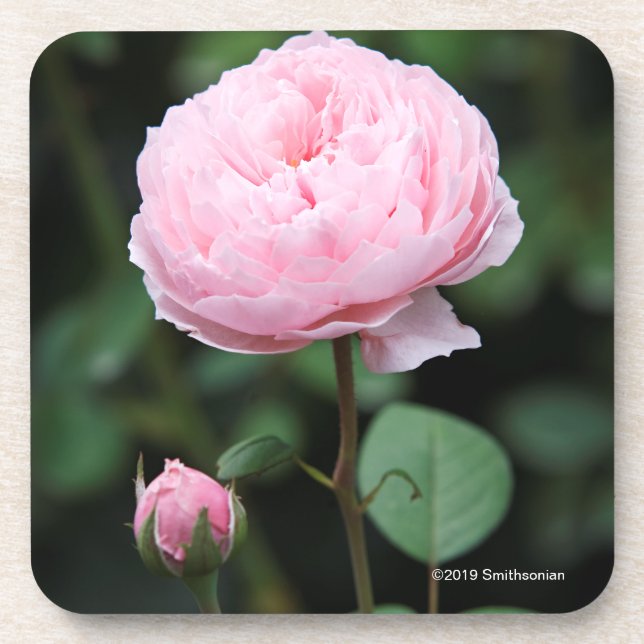 Dessous-de-verre Le château d'Alnwick s'est levé (Devant)