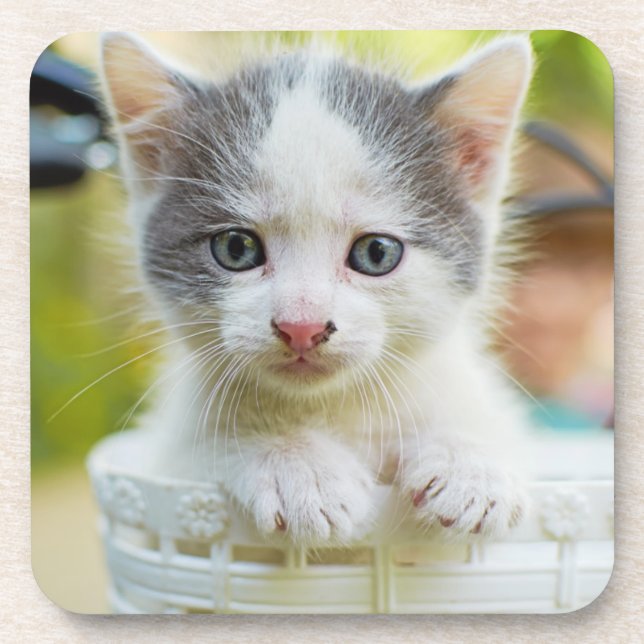 Dessous-de-verre Le chaton monte un vélo (Devant)