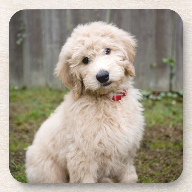 Dessous-de-verre Le Chiot De Goldendoodle S'Assis Dans L'Herbe (Devant)