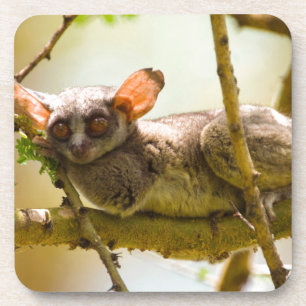 Dessous-de-verre Le Galago du Sénégal (Galago Senegalensis)