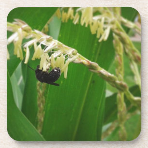 Dessous-de-verre Le pollen de maïs est délicieux pour les abeilles
