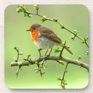 Dessous-de-verre Le Robin