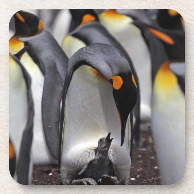 Dessous-de-verre Le Roi pingouin avec le poussin (Devant)