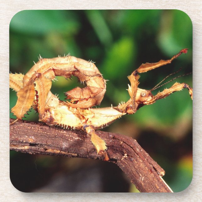 Dessous-de-verre le spectre de Macleay (épiney Stick Insect), (Devant)