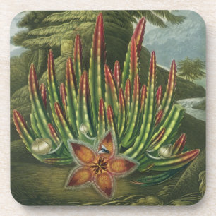 Dessous-de-verre Le Stapelia de Larve-Incidence, gravé par Stadler
