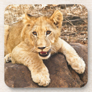 Dessous-de-verre Le tigre CUB prend le reniflard sur une roche