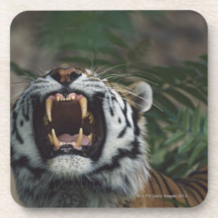 Dessous-de-verre Le tigre sibérien (Panthera Tigre) découvre des