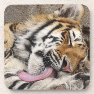 Dessous-de-verre Lèchement d'altaica du Tigre de Panthera de tigre
