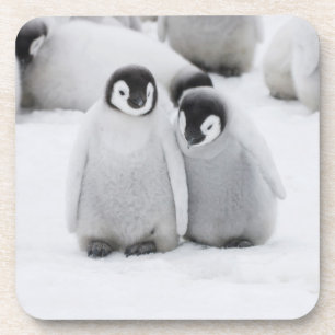 Dessous-de-verre L'empereur Penguin Chicks sur la glace en Antarcti