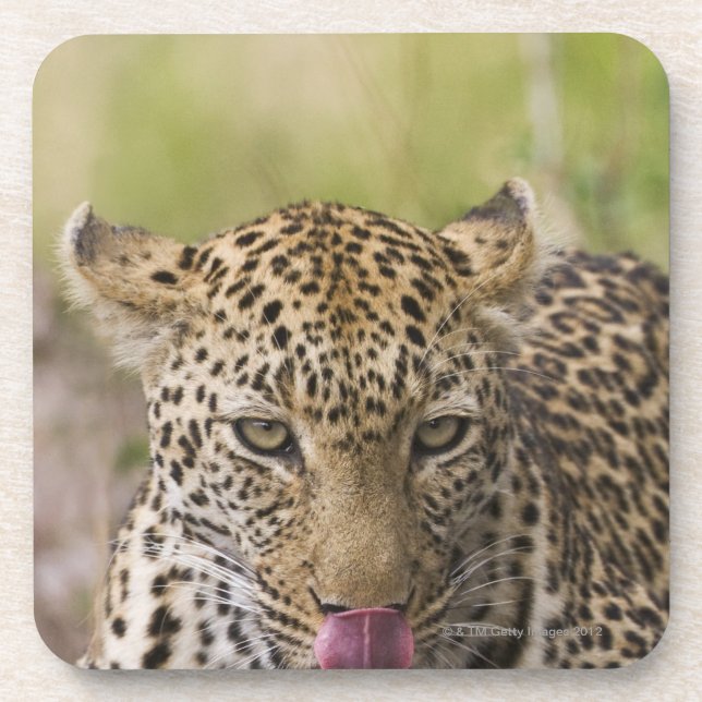 Dessous-de-verre Léopard (Devant)