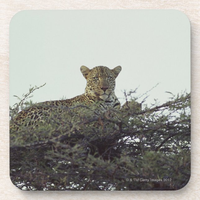 Dessous-de-verre Léopard africain (Devant)