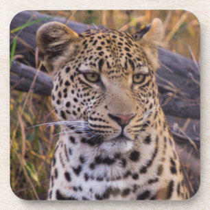 Dessous-de-verre Léopard assis, Botswana, Afrique